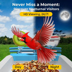 BirdBinge 2K Solar Feeder Cam
